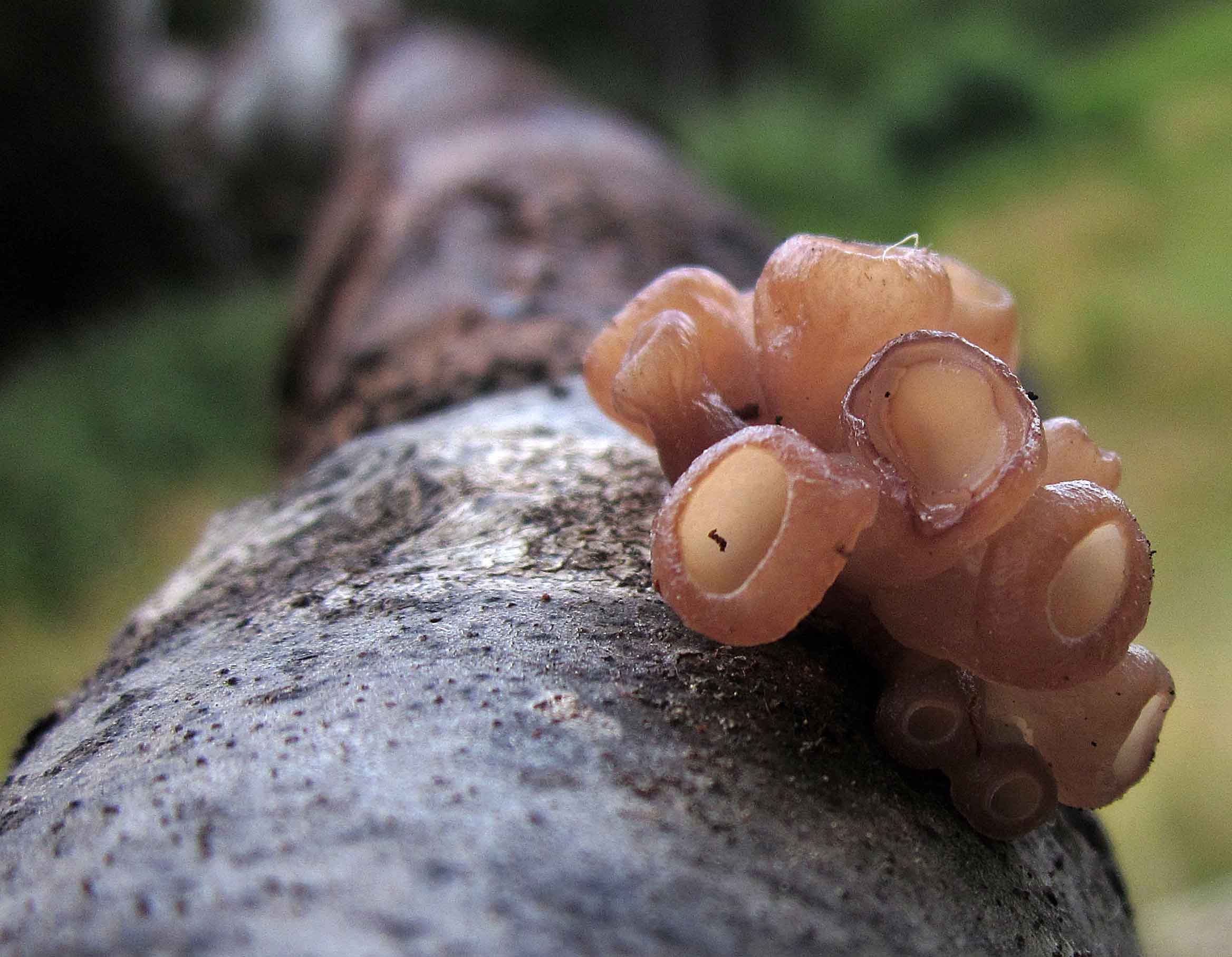 Fungo gelatinoso a coppetta